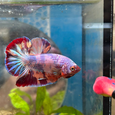 Plakat Nemo Candy Fire Male Betta J15