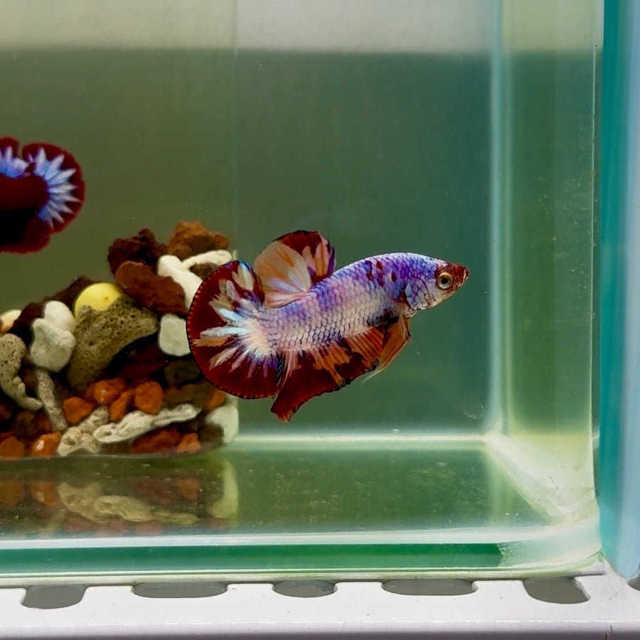 Plakat Nemo Candy Fire Male Betta J15