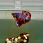 Plakat Nemo Candy Fire Male Betta J15