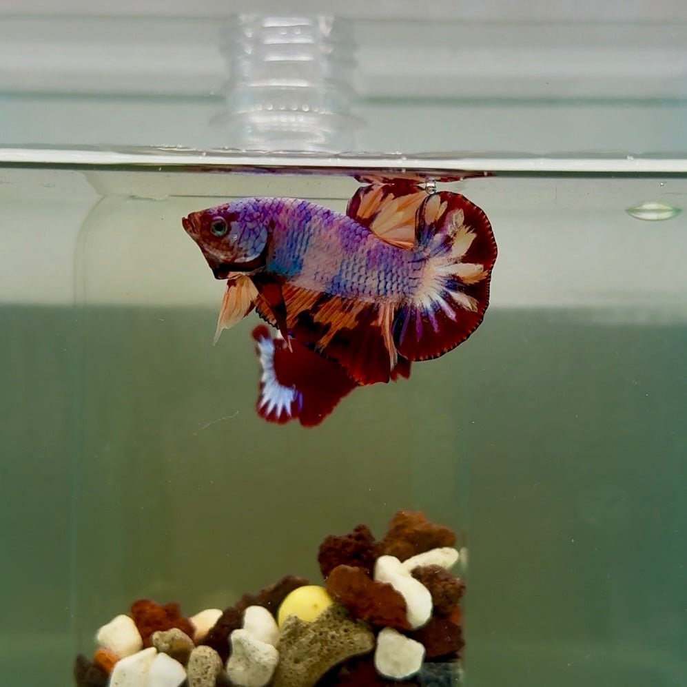 Plakat Nemo Candy Fire Male Betta J15