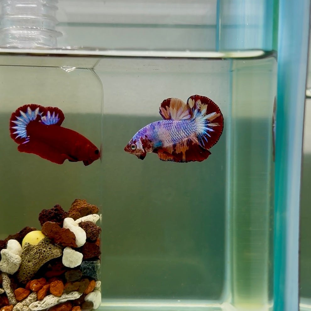Plakat Nemo Candy Fire Male Betta J15