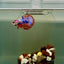 Plakat Nemo Candy Male Betta J13