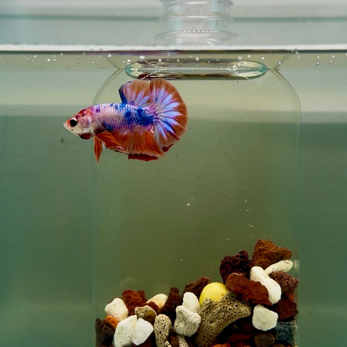 Plakat Nemo Candy Male Betta J13