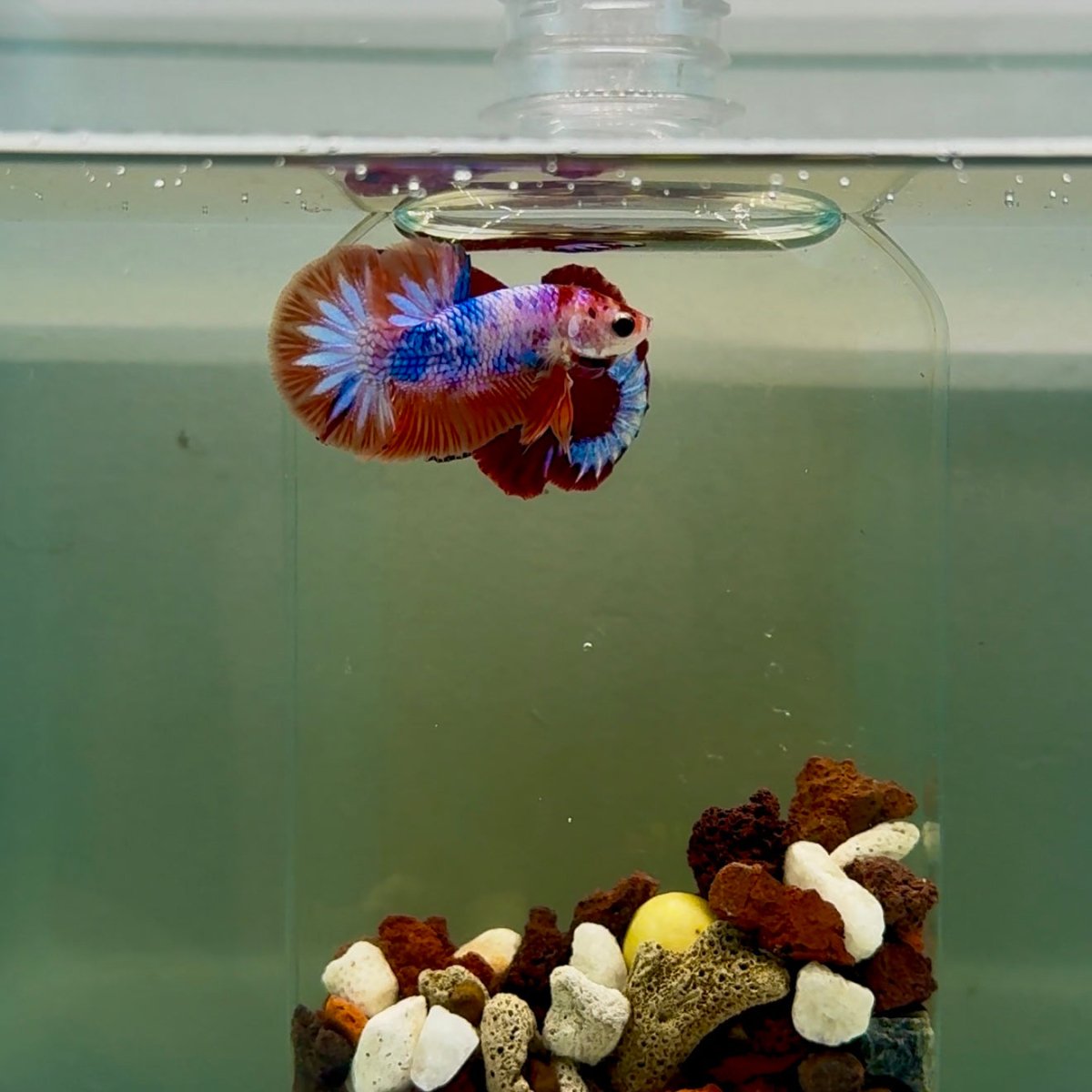 Plakat Nemo Candy Male Betta J13