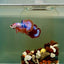 Plakat Nemo Candy Male Betta J13