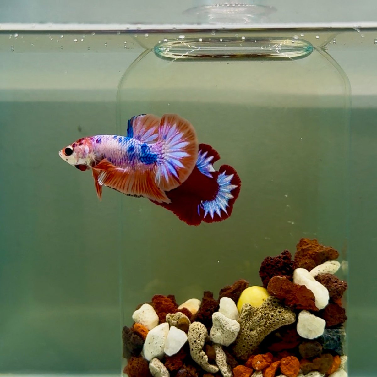 Plakat Nemo Candy Male Betta J13