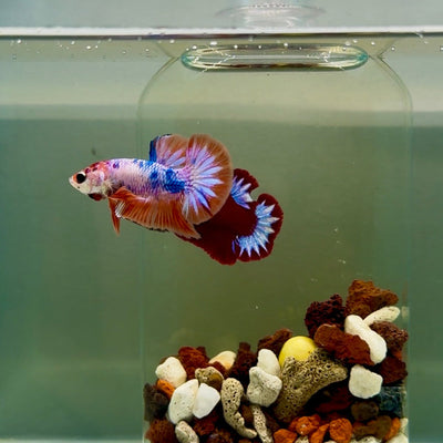 Plakat Nemo Candy Male Betta J13