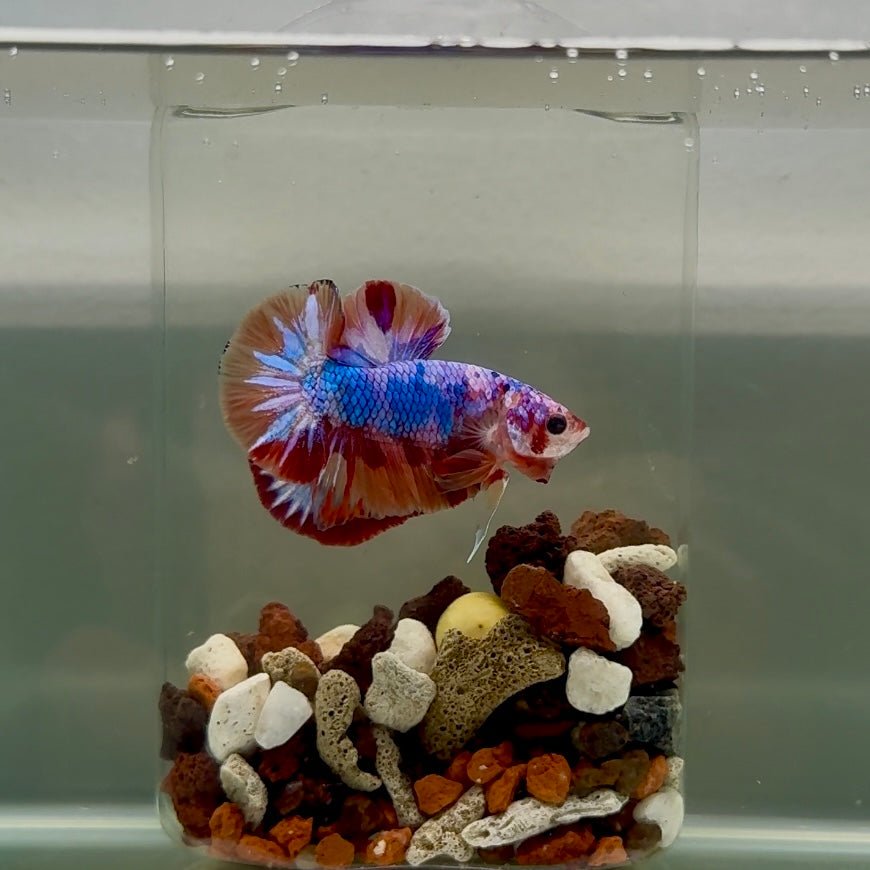 Plakat Nemo Candy Male Betta J20