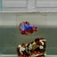 Plakat Nemo Candy Male Betta J20