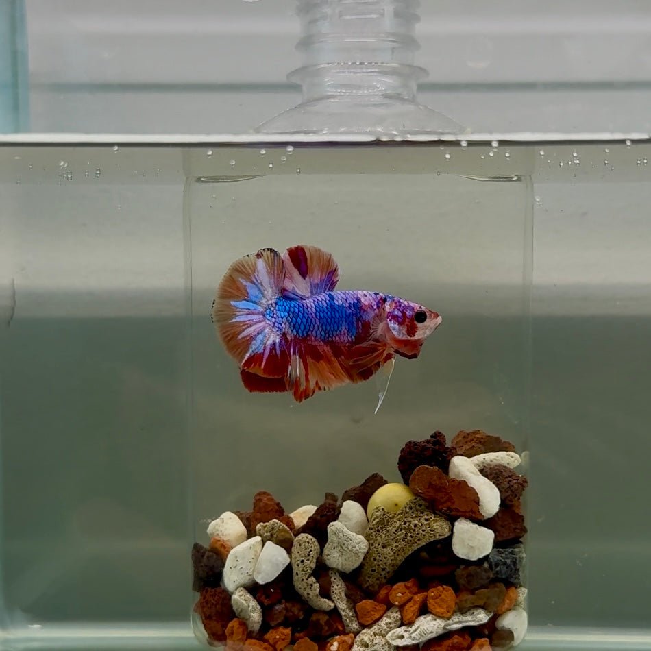 Plakat Nemo Candy Male Betta J20