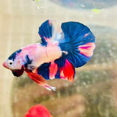 Plakat Nemo Candy Purple Male Betta 079