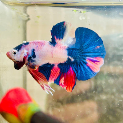Plakat Nemo Candy Purple Male Betta 079
