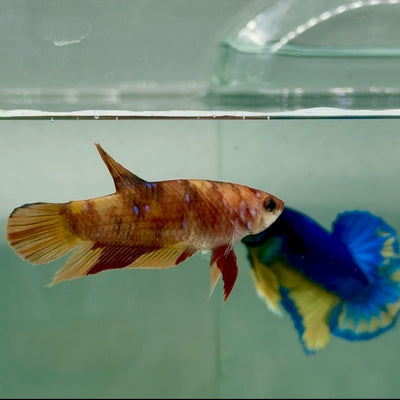 Plakat Nemo Classic Female Betta A233