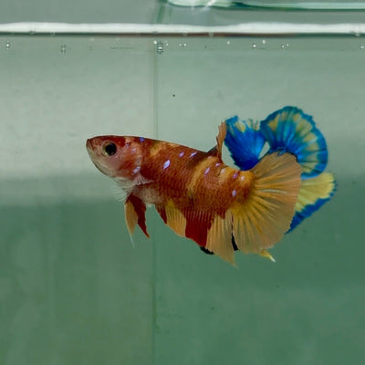 Plakat Nemo Classic Female Betta A233