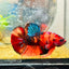 Plakat Nemo Classic Koi Male Betta A103