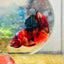 Plakat Nemo Classic Koi Male Betta A103