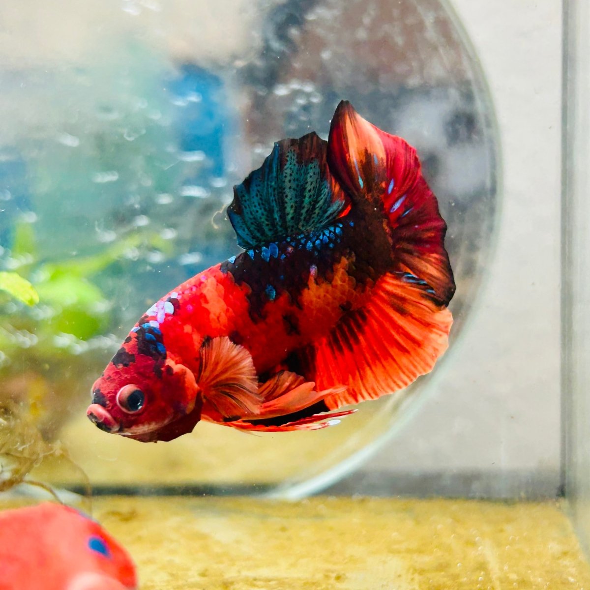 Plakat Nemo Classic Koi Male Betta A103