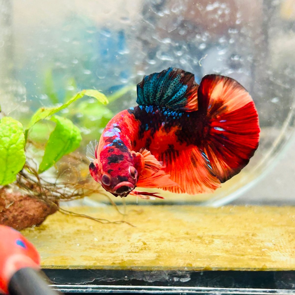 Plakat Nemo Classic Koi Male Betta A103
