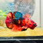 Plakat Nemo Classic Koi Male Betta A103