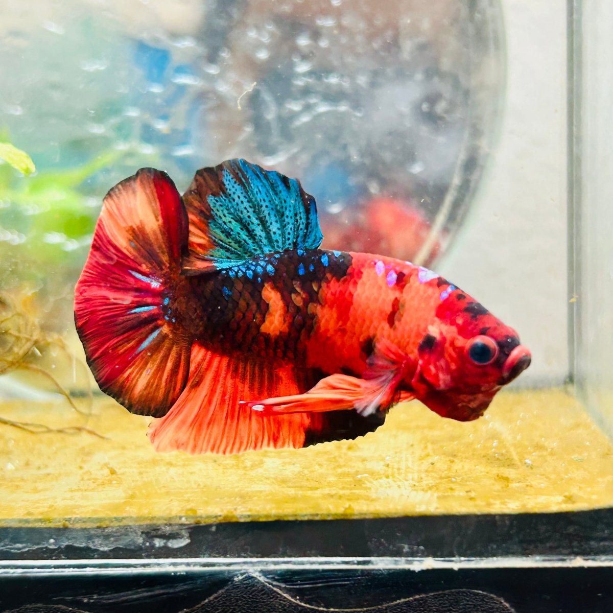 Plakat Nemo Classic Koi Male Betta A103