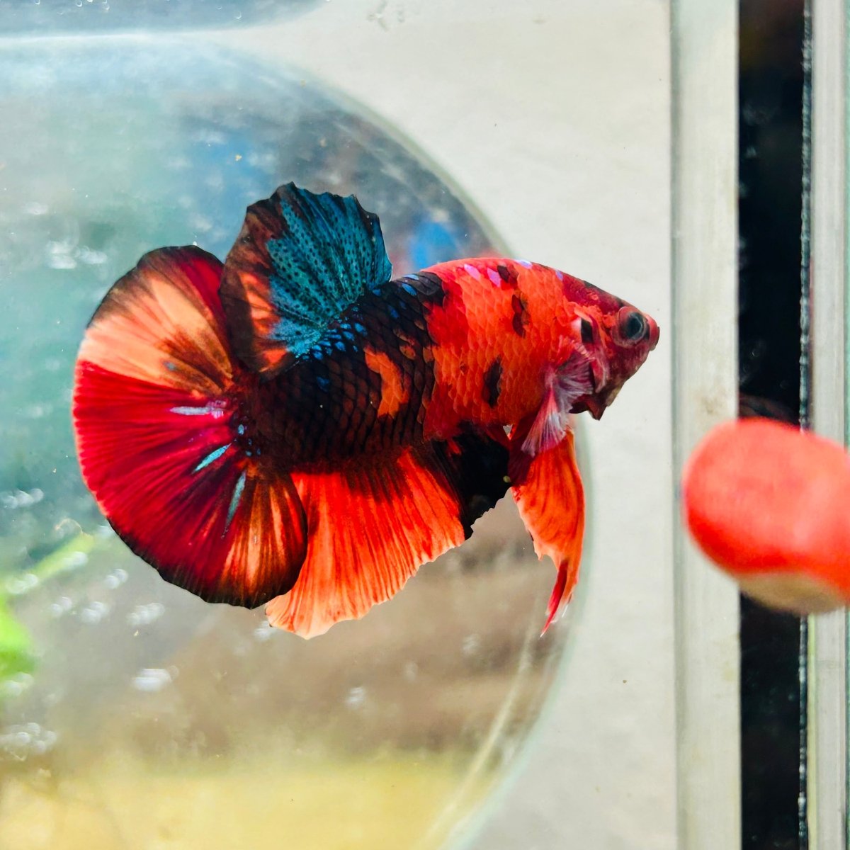Plakat Nemo Classic Koi Male Betta A103