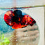 Plakat Nemo Classic Koi Male Betta A103