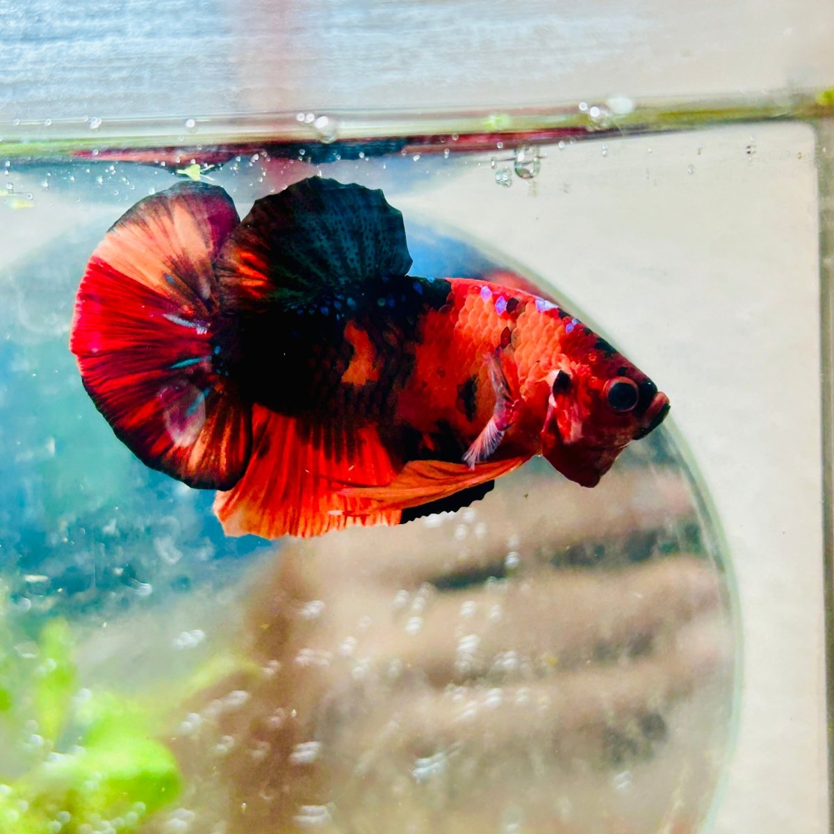 Plakat Nemo Classic Koi Male Betta A103
