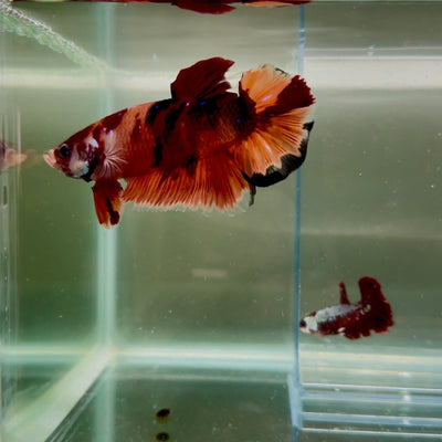 Plakat Nemo Classic Male Betta Giant N01