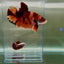 Plakat Nemo Classic Male Betta Giant N01