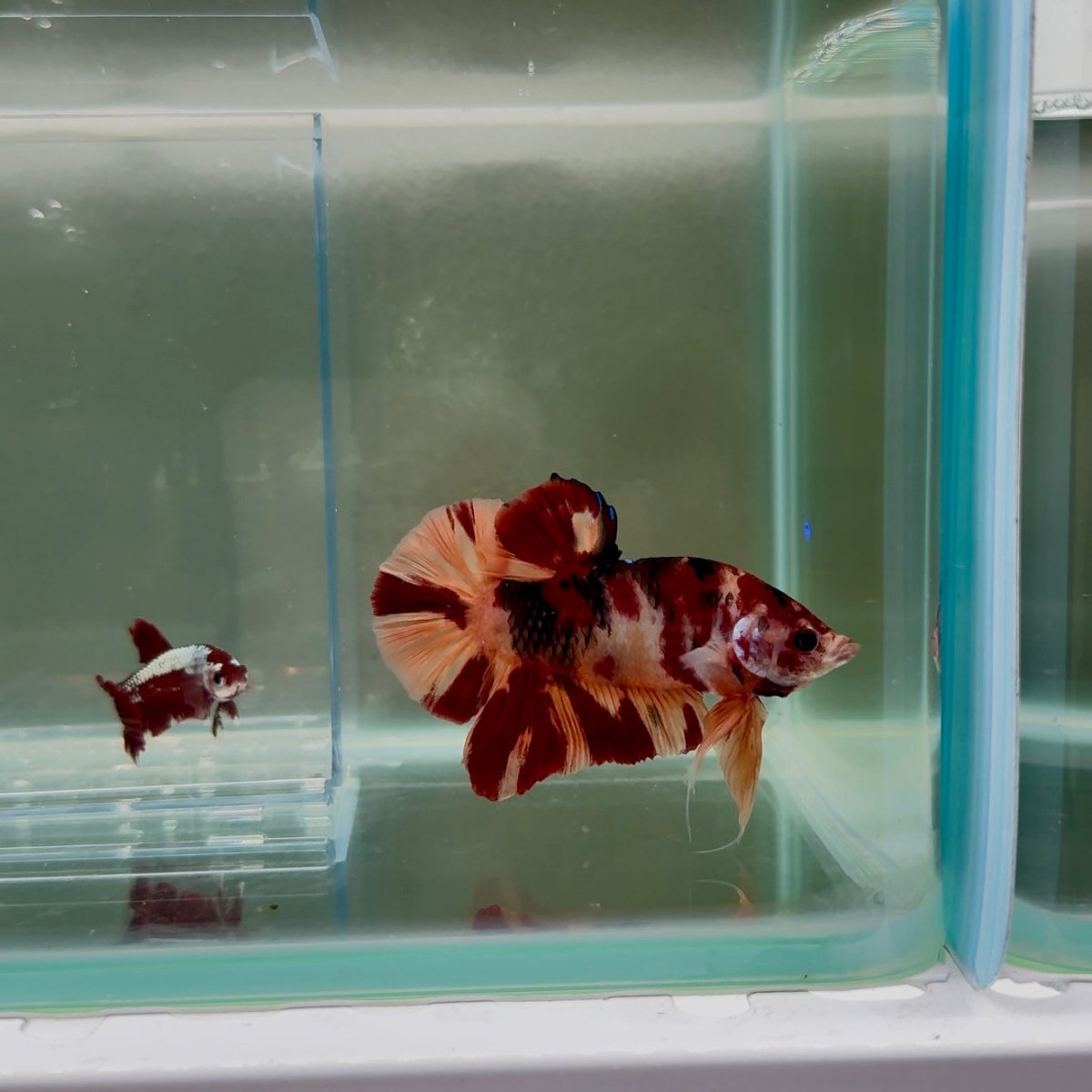 Plakat Nemo Classic Male Betta Giant N02