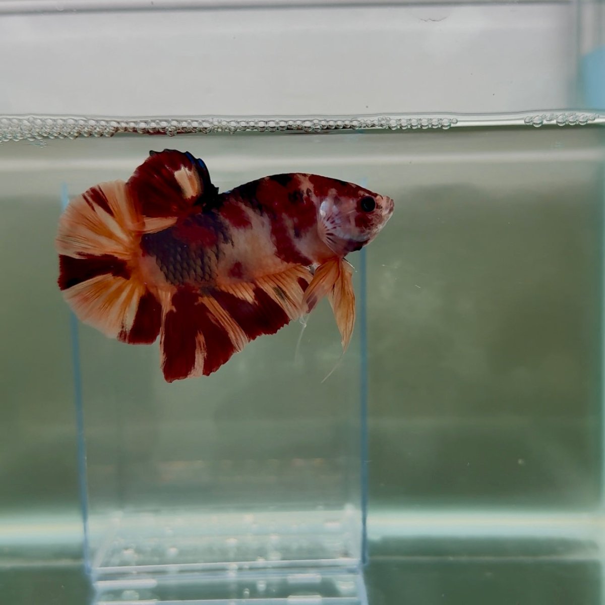 Plakat Nemo Classic Male Betta Giant N02