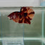Plakat Nemo Classic Male Betta Giant N02