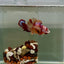 Plakat Nemo Classic Male Betta J21