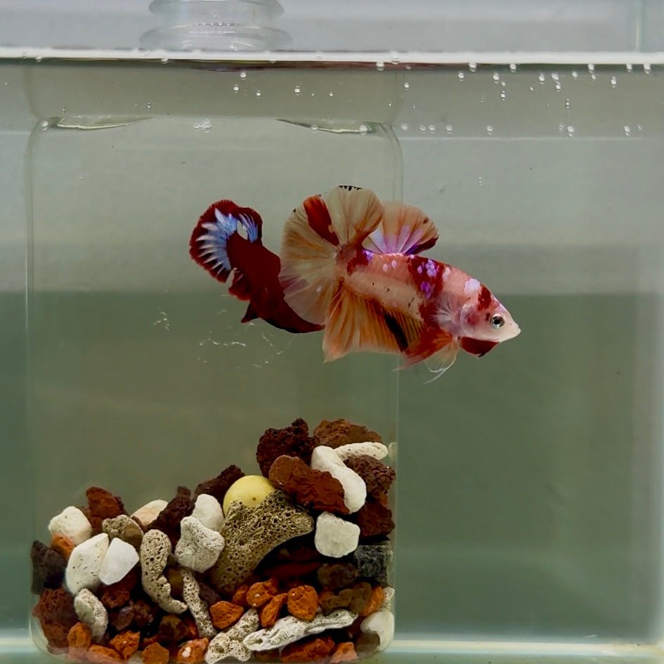 Plakat Nemo Classic Male Betta J21