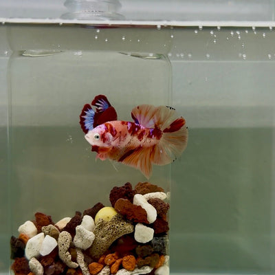 Plakat Nemo Classic Male Betta J21