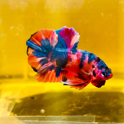 Plakat Nemo Copper Classic Male Betta M136 Male betta