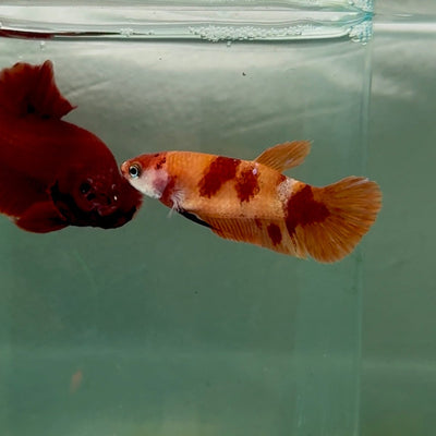 Plakat Nemo Female Betta M135