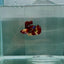 Plakat Nemo Fire Female Betta N88