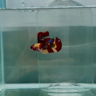 Plakat Nemo Fire Female Betta N88