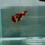 Plakat Nemo Fire Female Betta N88