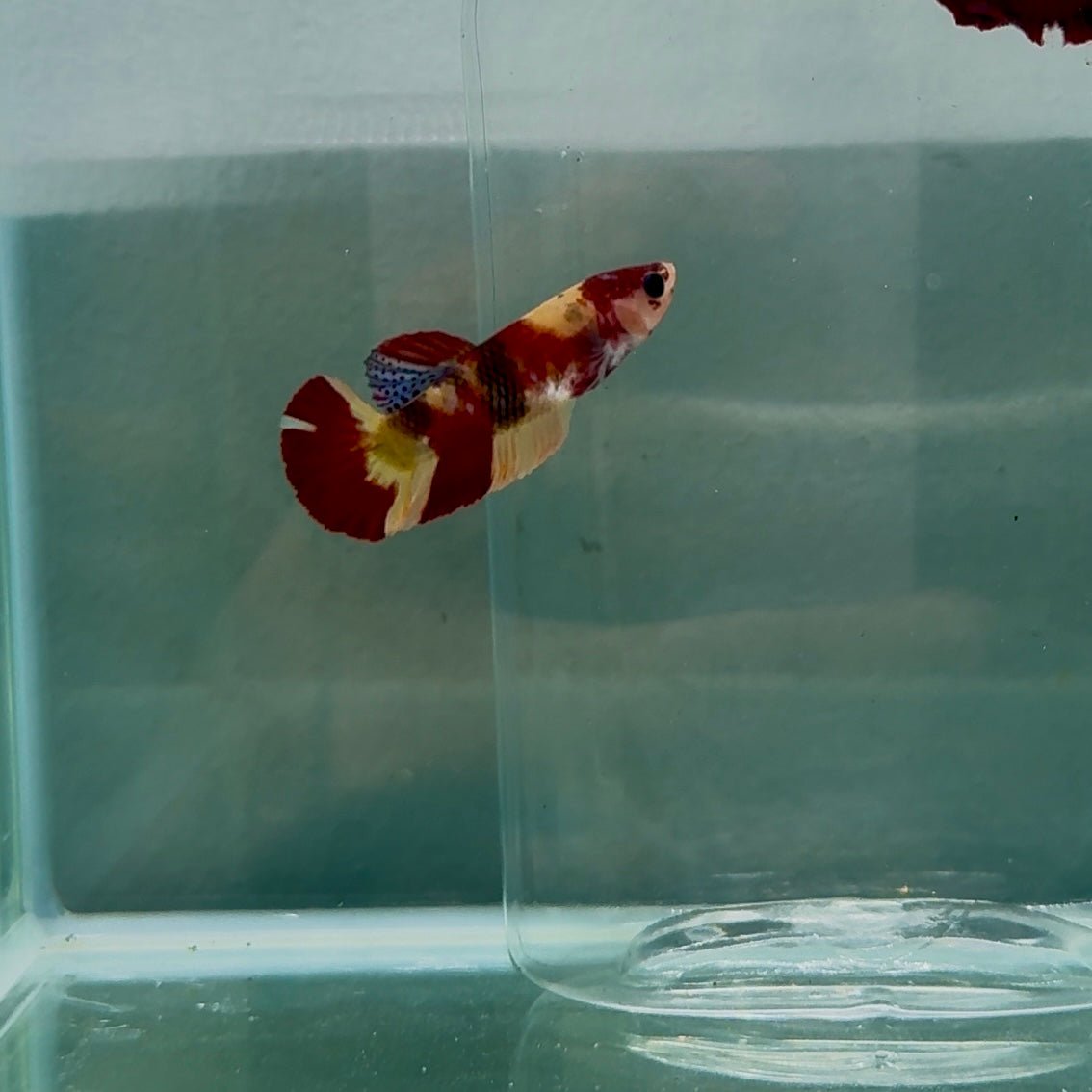 Plakat Nemo Fire Female Betta N88