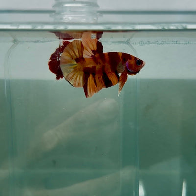 Plakat Nemo Fire Male Betta N87