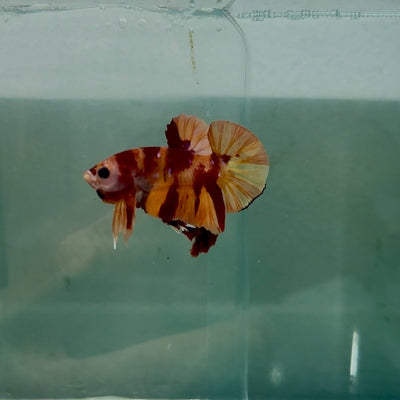 Plakat Nemo Fire Male Betta N87