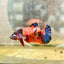 Plakat Nemo Galaxy Female Betta 061