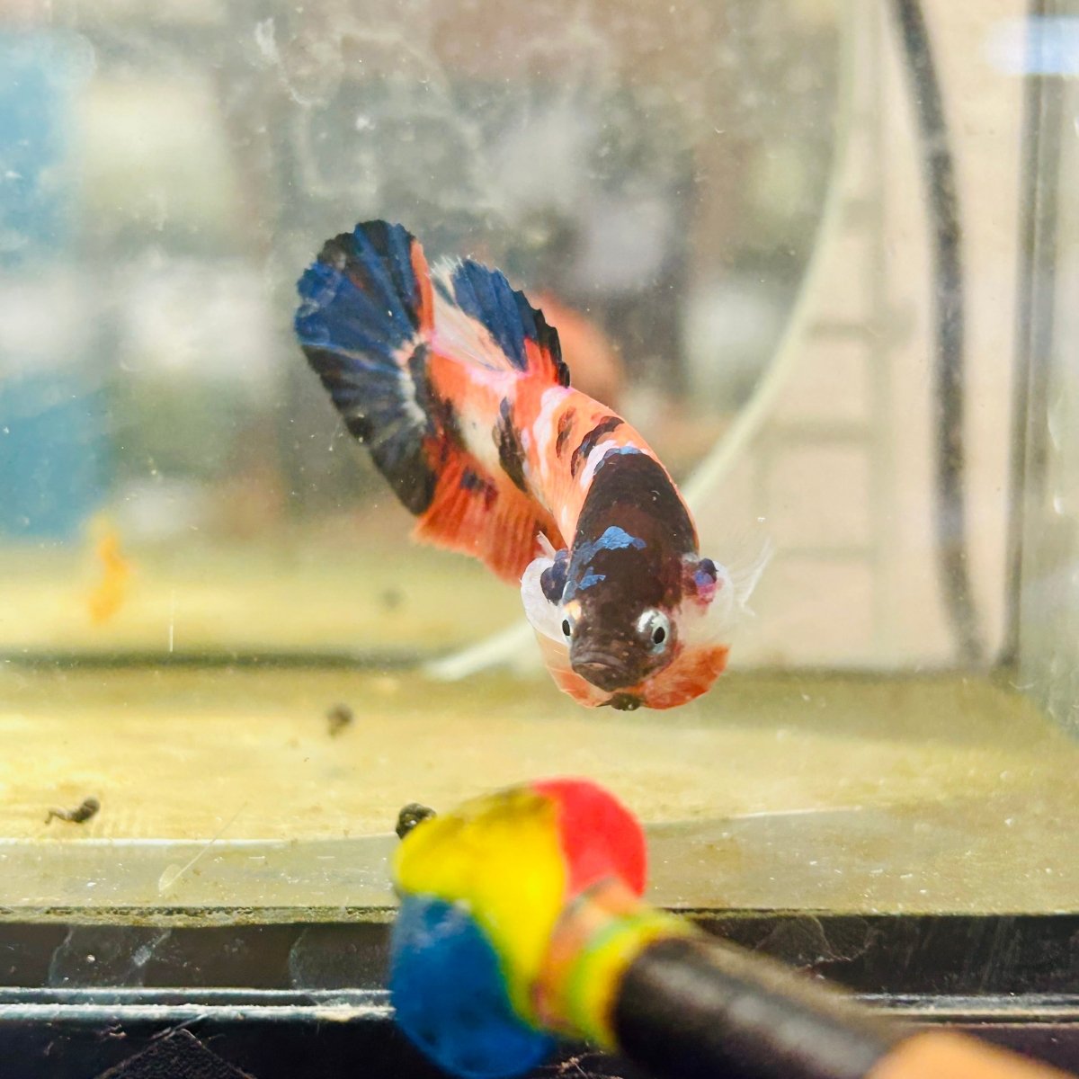 Plakat Nemo Galaxy Female Betta 061