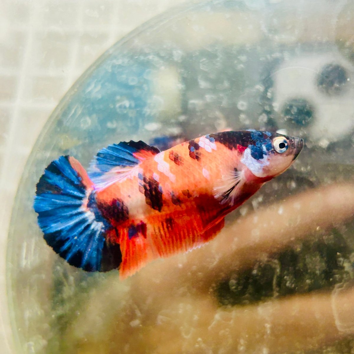 Plakat Nemo Galaxy Female Betta 061