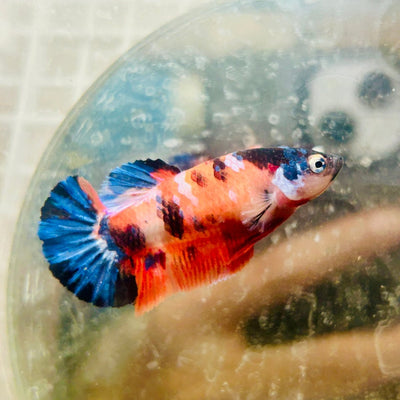 Plakat Nemo Galaxy Female Betta 061