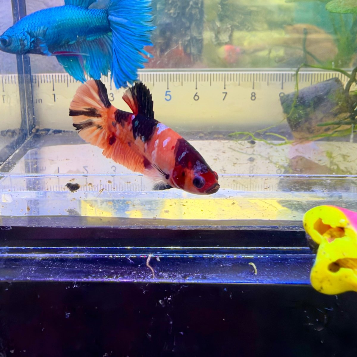 Betta hembra Plakat Orange Candy #060