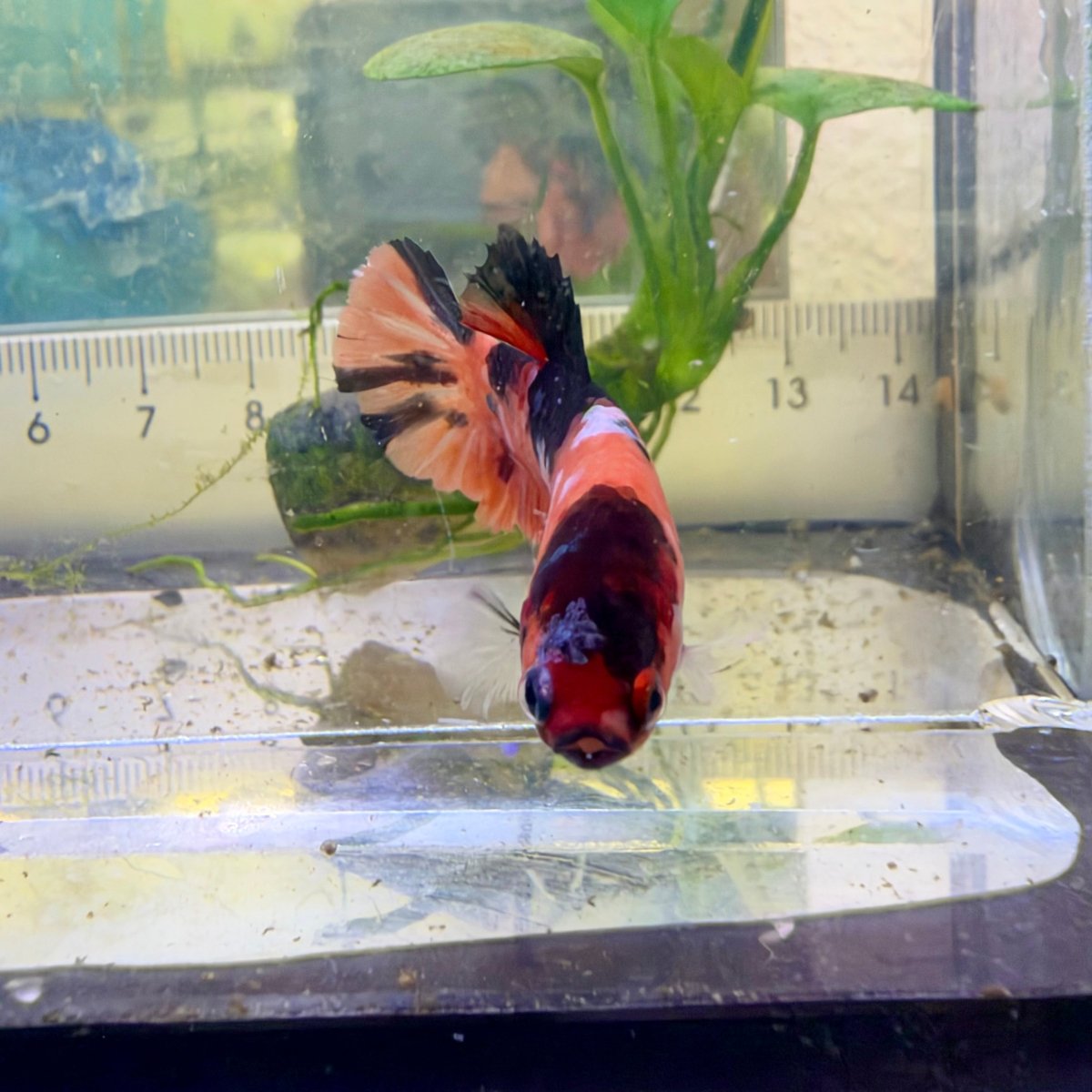 Betta hembra Plakat Orange Candy #060