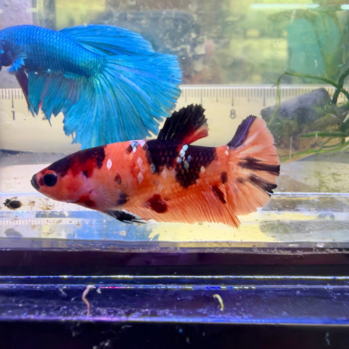 Betta hembra Plakat Orange Candy #060